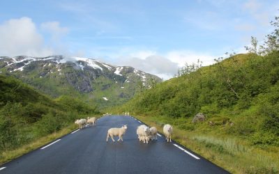 News 5 Animali in strada: come comportarsi